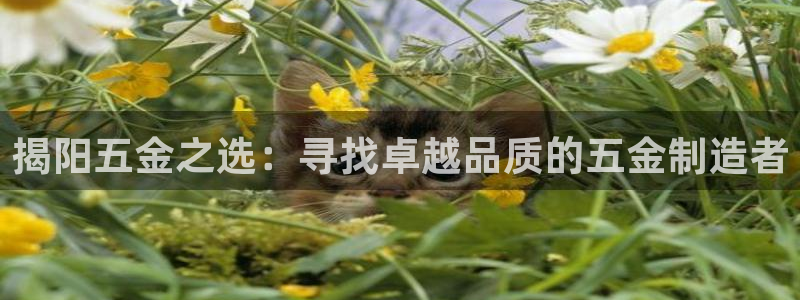 云顶国际服账号