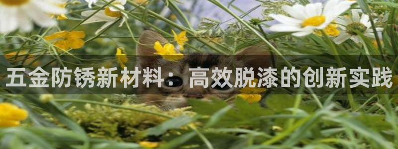 云顶国际服阵容