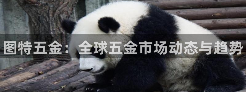 云顶国际服怎么选服务器